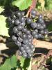 Click for 2 image(s) for this accession. Fruit